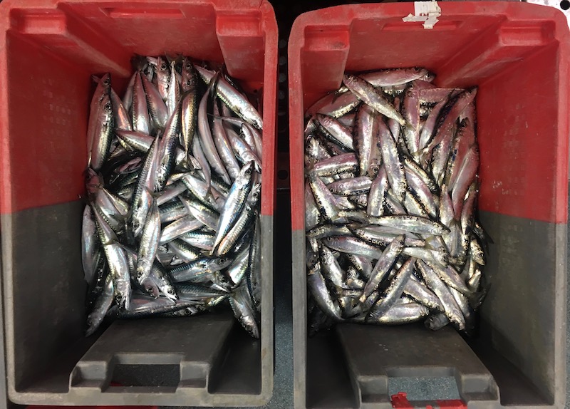 Boxes of sorted mackerel and herring