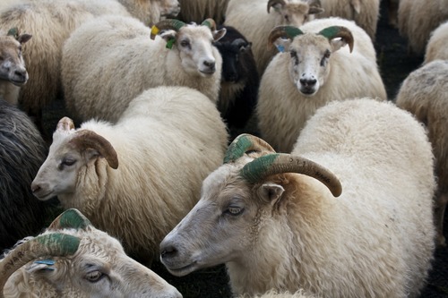 Gorgeous Icelandic sheep