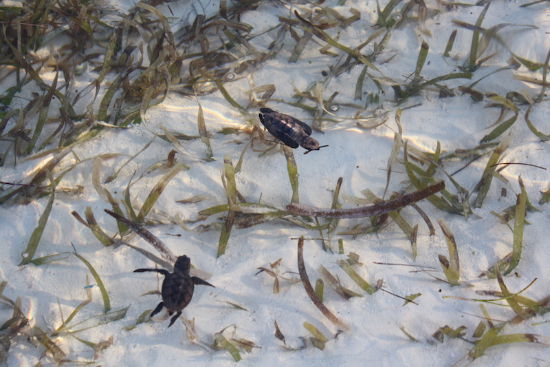 Baby hawksbill sea turtles in the seagrass