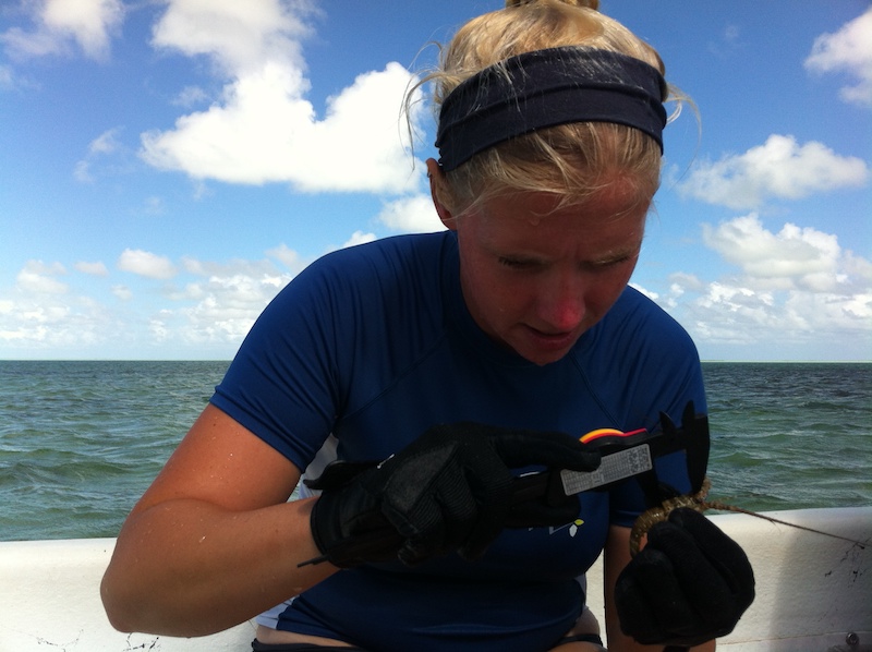 Kat deep in concentration measuring a baby lobster