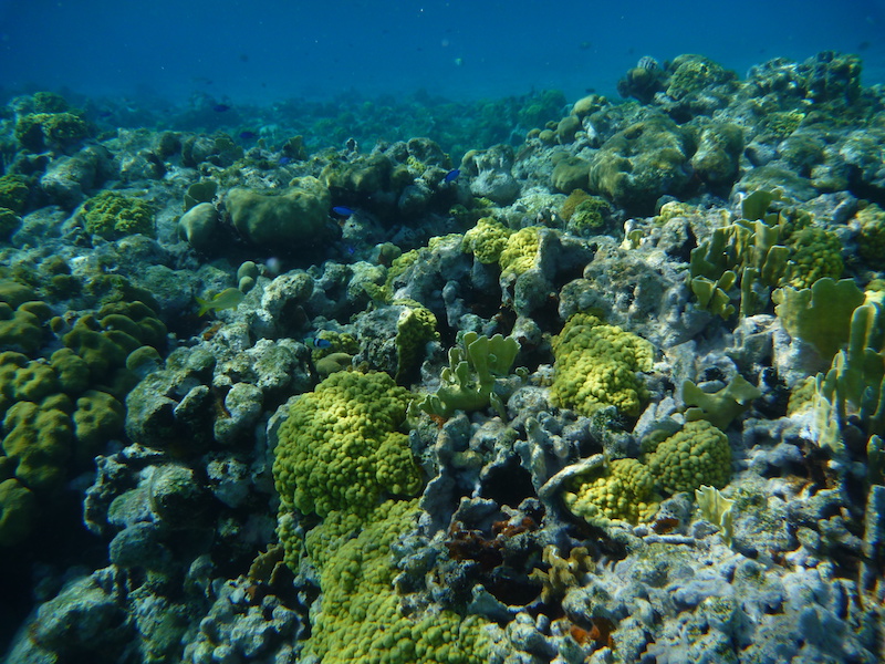 Gorgeous reef, but lots of fire coral