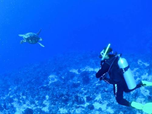 The author and a sea turtle friend