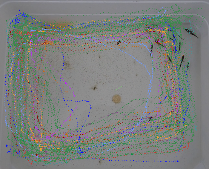 Fish tracking in LoggerPro